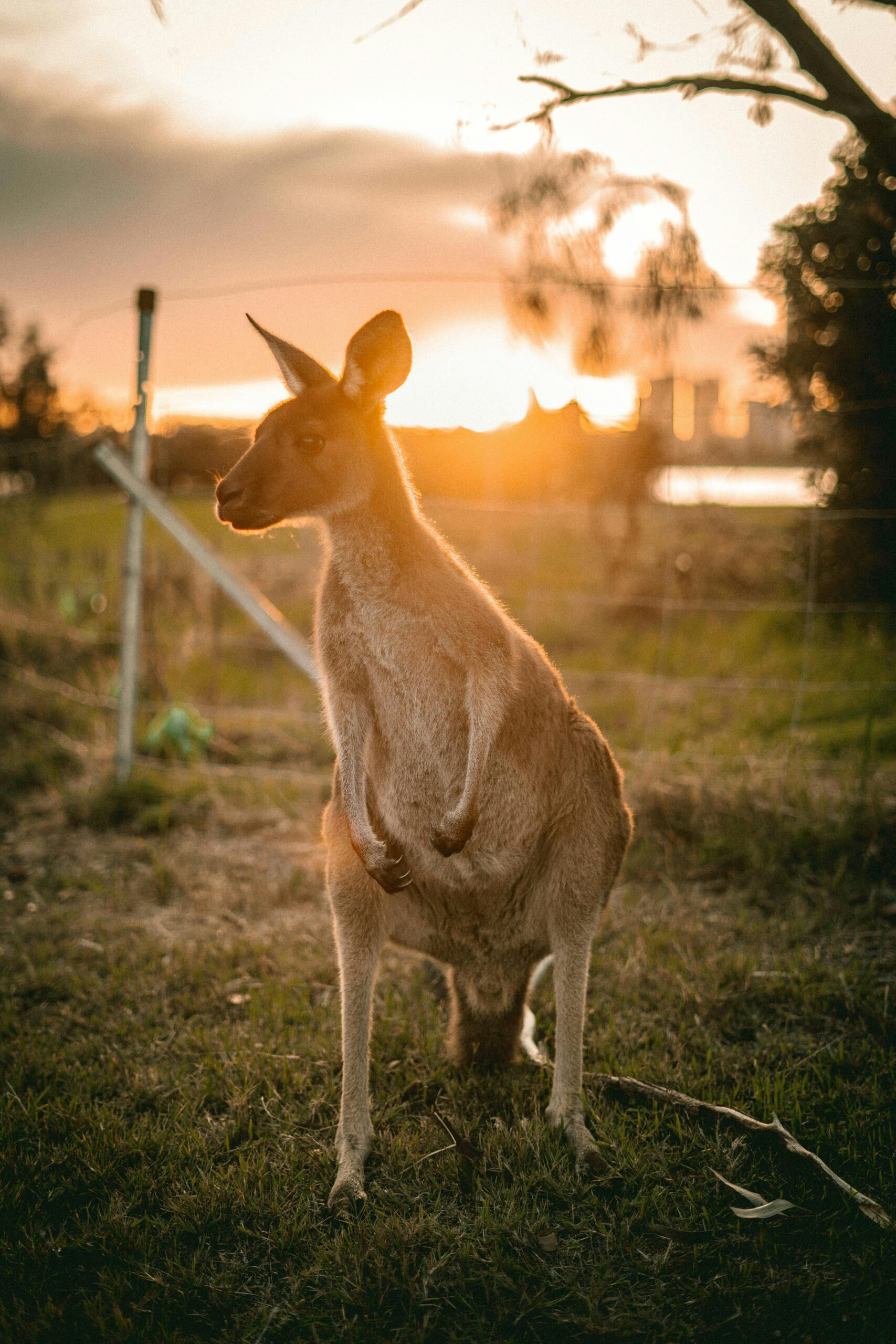 A kangaroo stands gracefully at sunset on Heirisson Island, Australia.